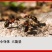 黑蚂蚁拟黑多刺蚁蚂蚁干泡酒广西广东产地散货批发
