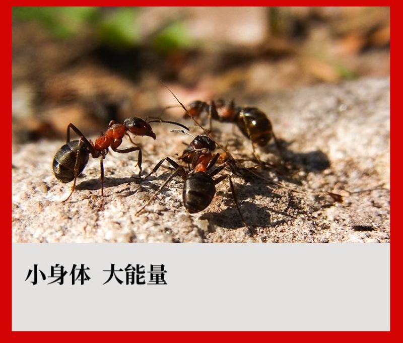 黑蚂蚁拟黑多刺蚁蚂蚁干泡酒广西广东产地散货批发