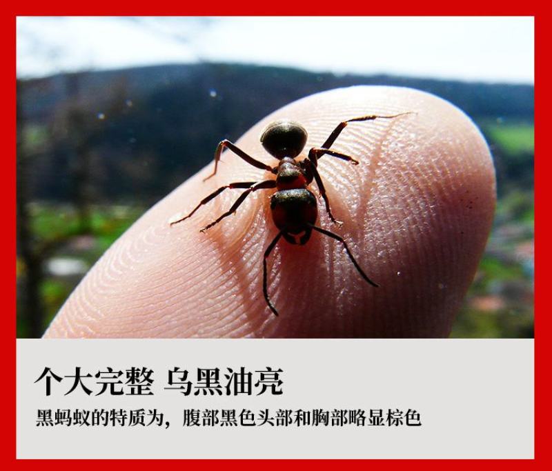 黑蚂蚁拟黑多刺蚁蚂蚁干泡酒广西广东产地散货批发