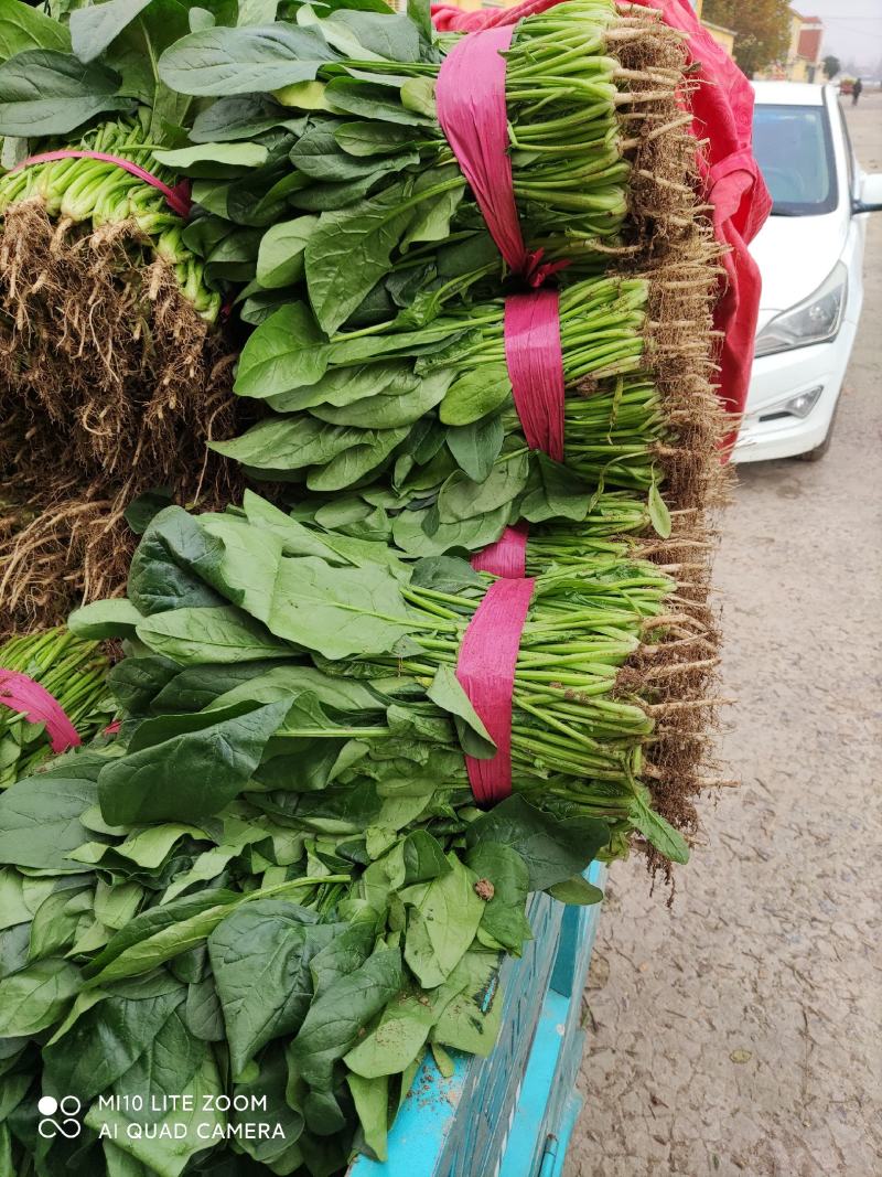 精品菠菜大量上市，欢迎全国各地新老客户前来收购
