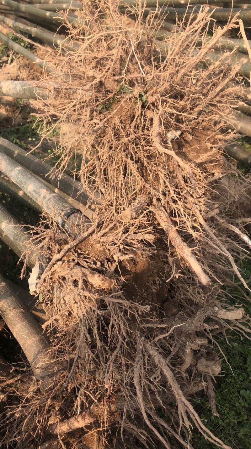 河南泡桐苗基地产地直销协助找车质量保障