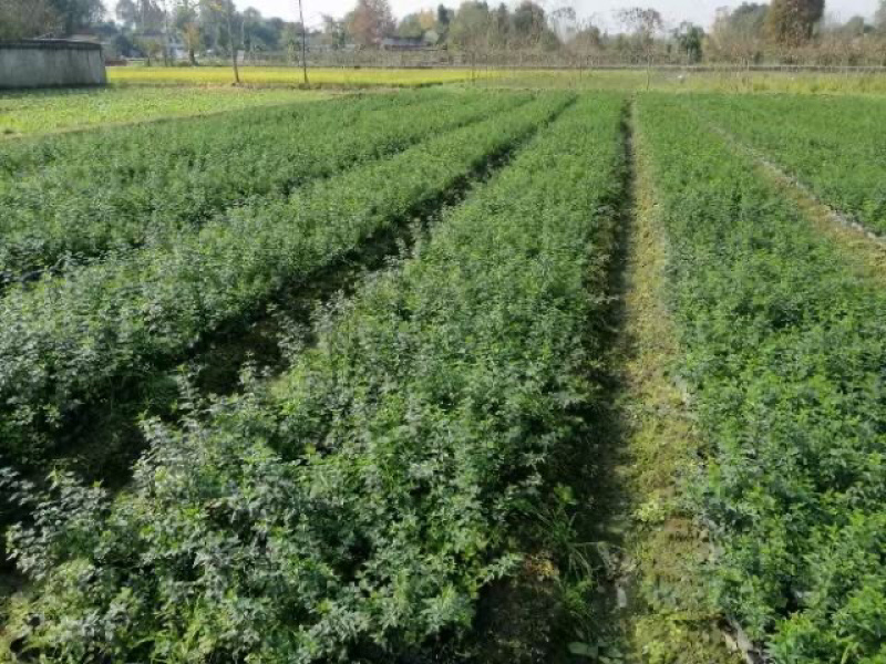 四川迎春花基地成都迎春花基地直销迎春花地苗迎春花杯苗