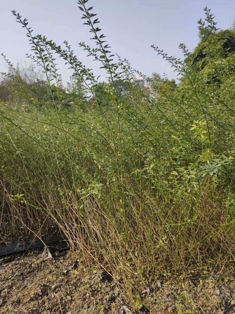四川迎春花基地成都迎春花基地直销迎春花地苗迎春花杯苗