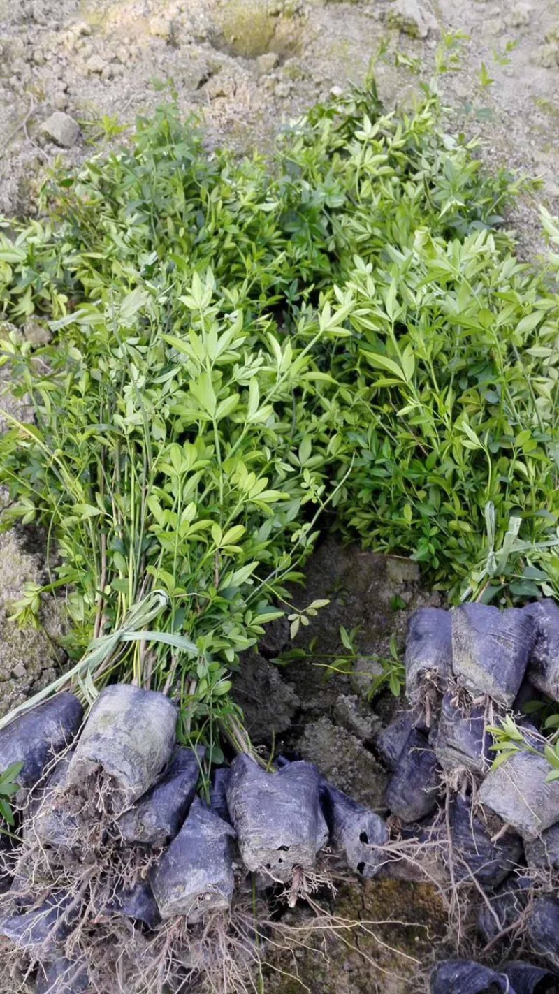 四川迎春花基地成都迎春花基地直销迎春花地苗迎春花杯苗