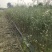 四川迎春花基地成都迎春花基地直销迎春花地苗迎春花杯苗