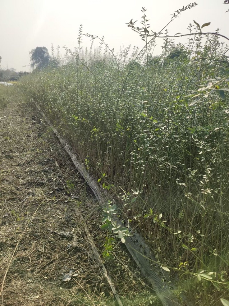四川迎春花基地成都迎春花基地直销迎春花地苗迎春花杯苗