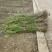 四川迎春花基地成都迎春花基地直销迎春花地苗迎春花杯苗