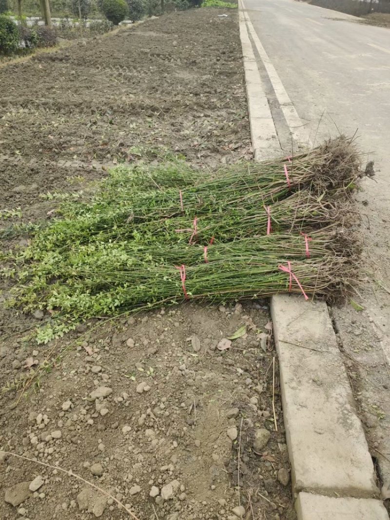 四川迎春花基地成都迎春花基地直销迎春花地苗迎春花杯苗