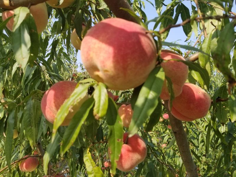 山东精品金秋红密蜜甜量大全渠道专业供应