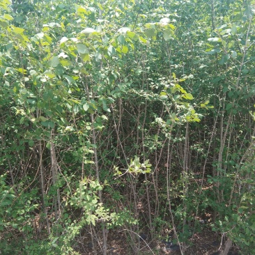 大量流苏价格优惠销售