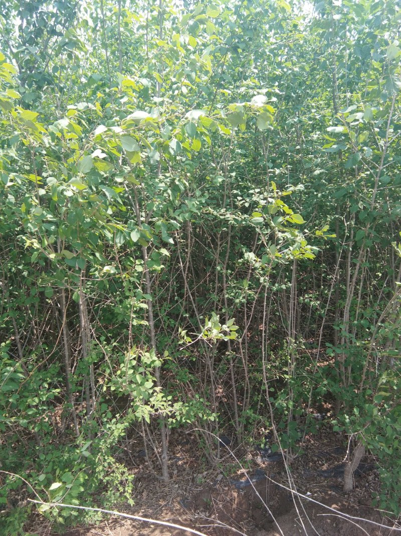 大量流苏价格优惠销售