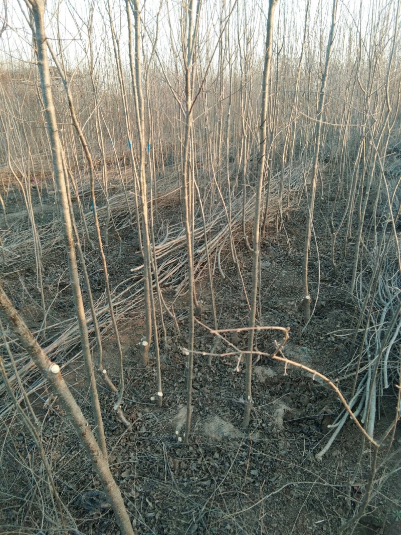 大量流苏价格优惠销售