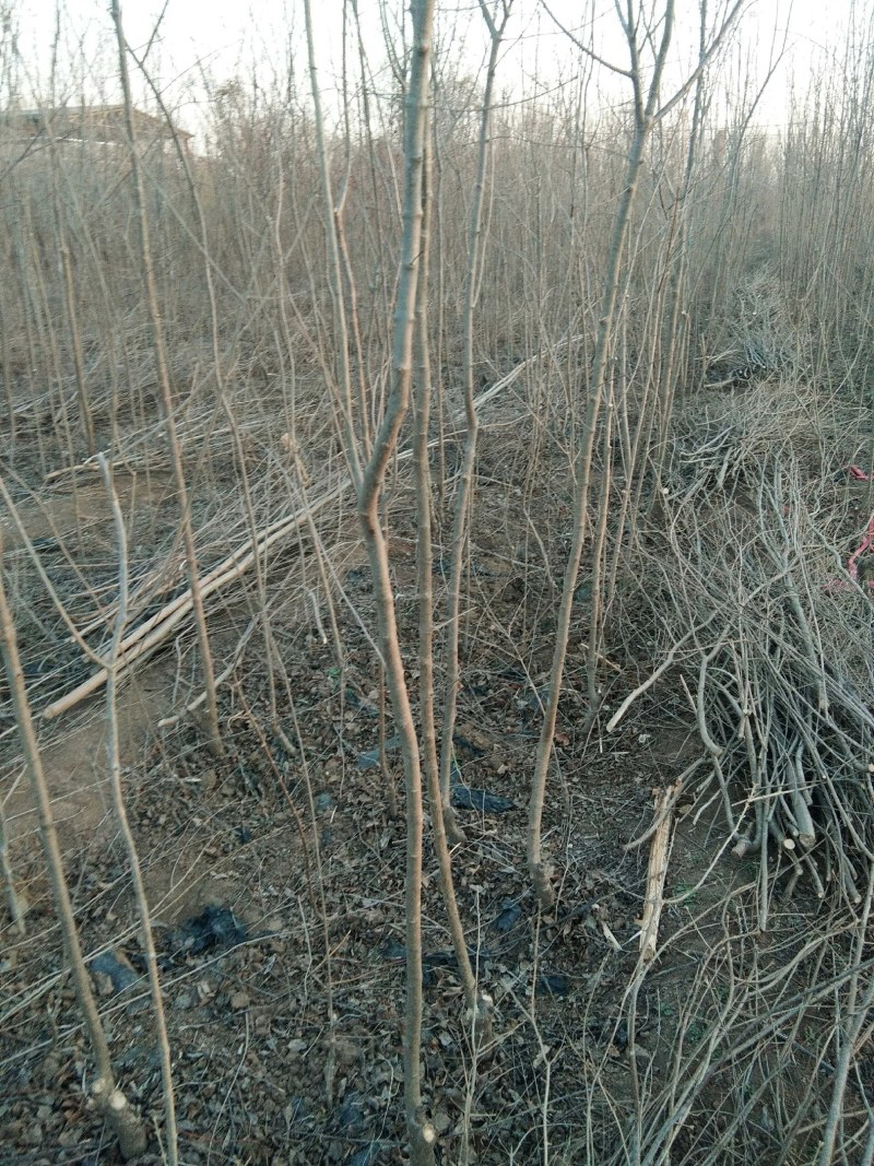 大量流苏价格优惠销售