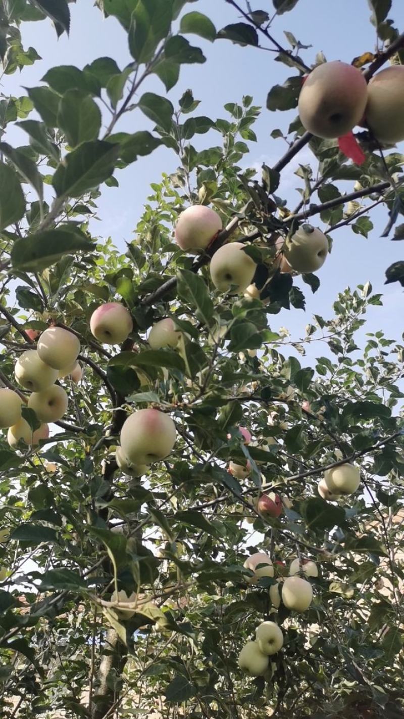 黄土高原苹果甘肃庆阳红富士