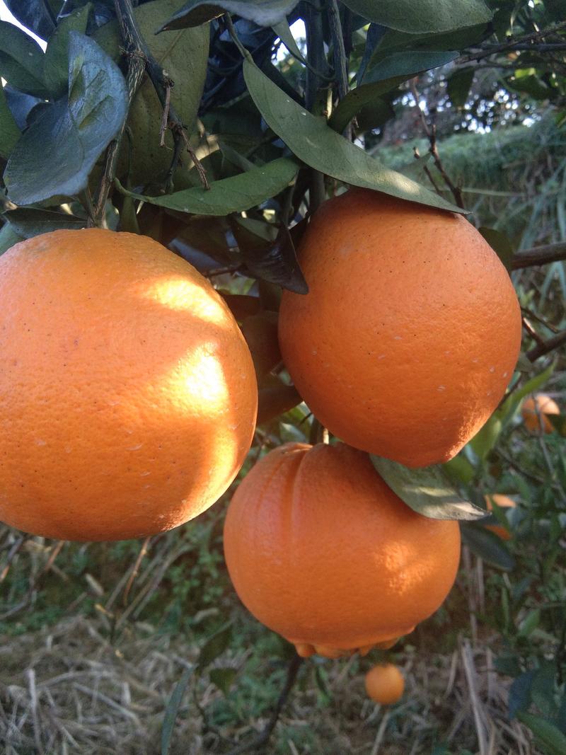 湖南湘西里耶几百万吨脐橙，碰柑产地直销，颜色果面漂亮