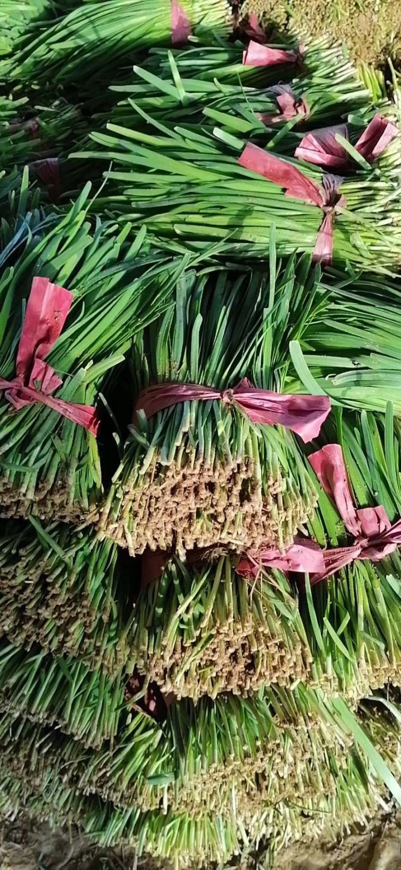 山东精品小叶子韭菜，产地直销，下单当天发货。