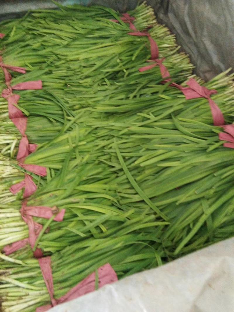 山东精品小叶子韭菜，产地直销，下单当天发货。