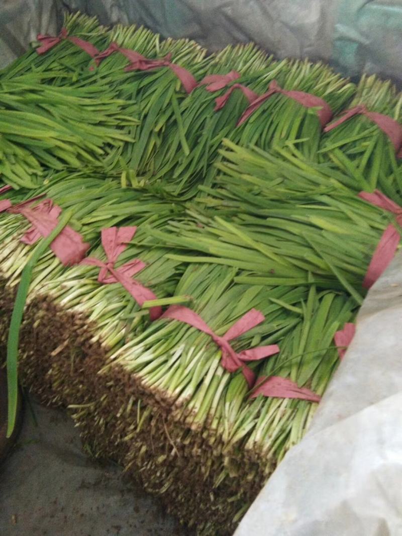 山东精品小叶子韭菜，产地直销，下单当天发货。
