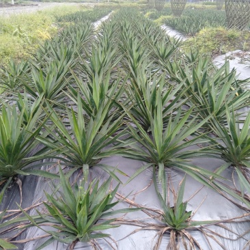 剑麻，丝兰，30—80高剑麻，剑麻基地批发