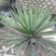 剑麻，丝兰，30—80高剑麻，剑麻基地批发