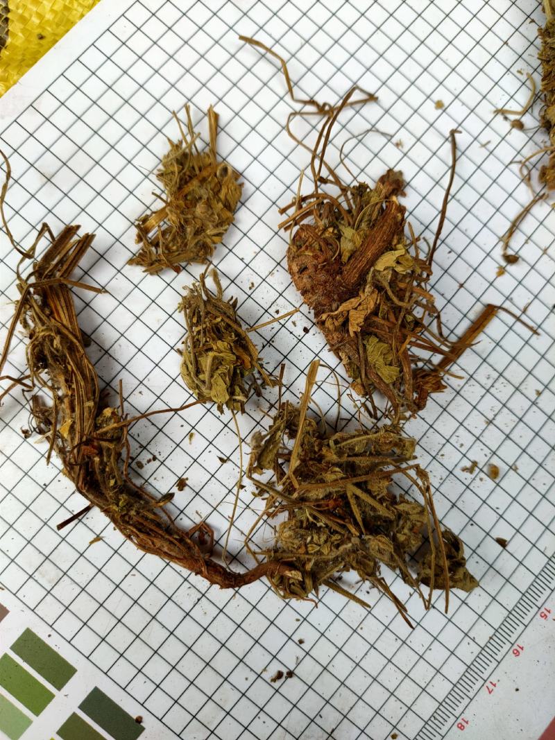 老鹳草野生中药材老鹳嘴贯筋老贯筋中草药