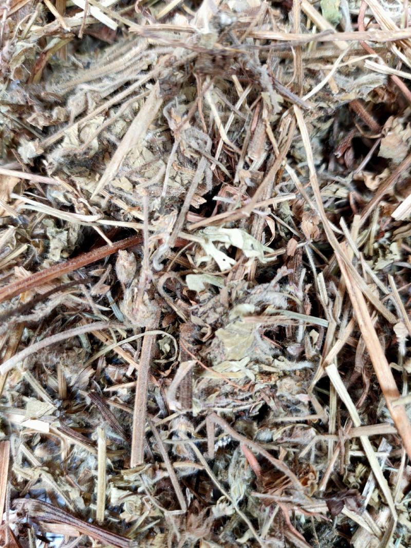 老鹳草野生中药材老鹳嘴贯筋老贯筋中草药