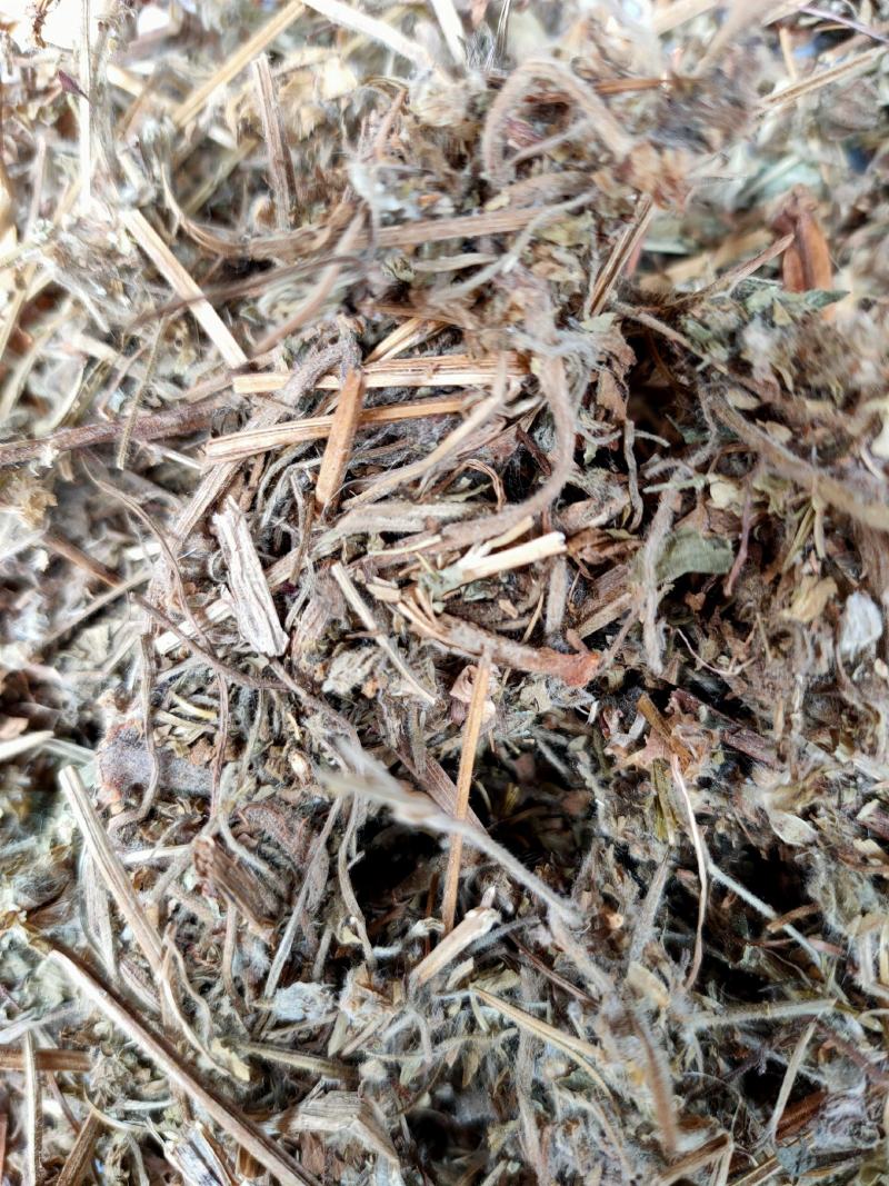 老鹳草野生中药材老鹳嘴贯筋老贯筋中草药