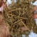 老鹳草野生中药材老鹳嘴贯筋老贯筋中草药