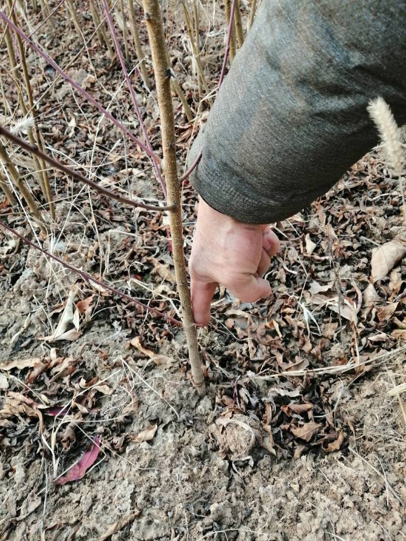 苗圃自供毛桃苗，山桃苗，山杏苗，苗粗，苗壮，栽植成活率高