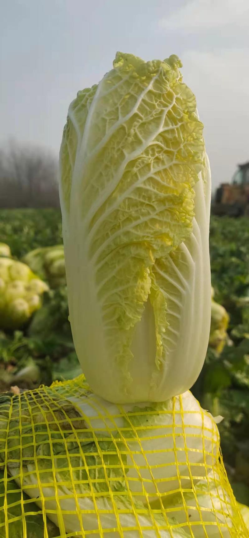 娃娃菜，优质黄心娃娃菜大量供应