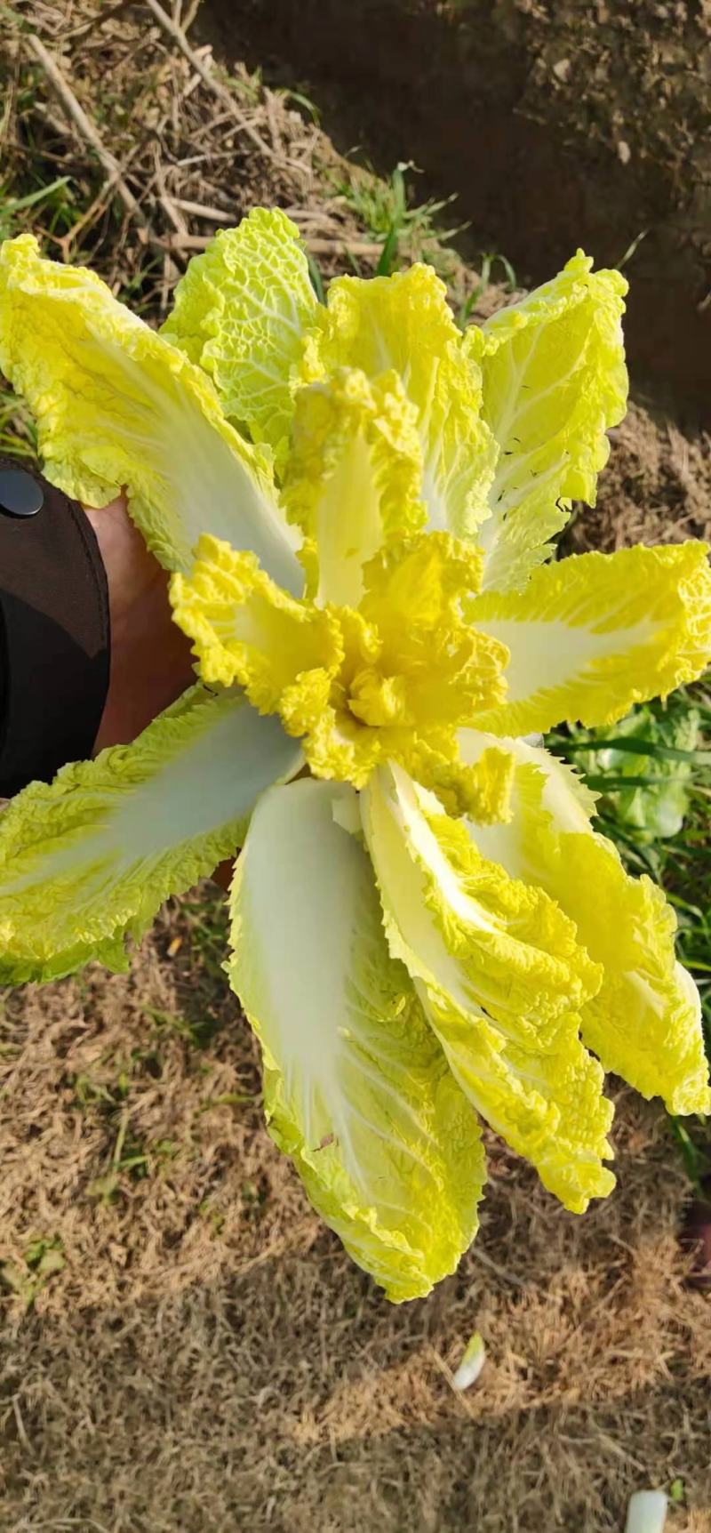 娃娃菜，优质黄心娃娃菜大量供应