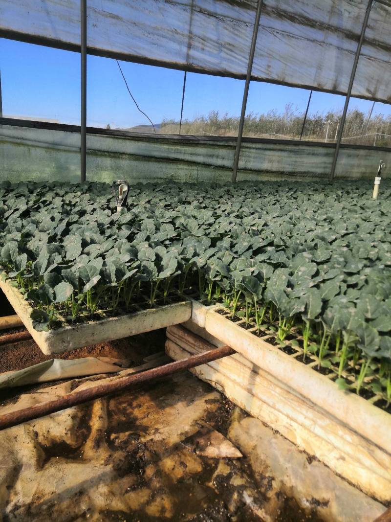 （西兰花苗）茶氏育苗，常年供应西兰花苗，基地直发货，