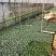 （西兰花苗）茶氏育苗，常年供应西兰花苗，基地直发货，