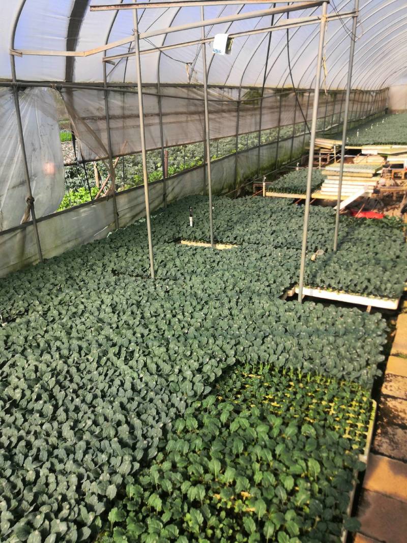 （西兰花苗）茶氏育苗，常年供应西兰花苗，基地直发货，
