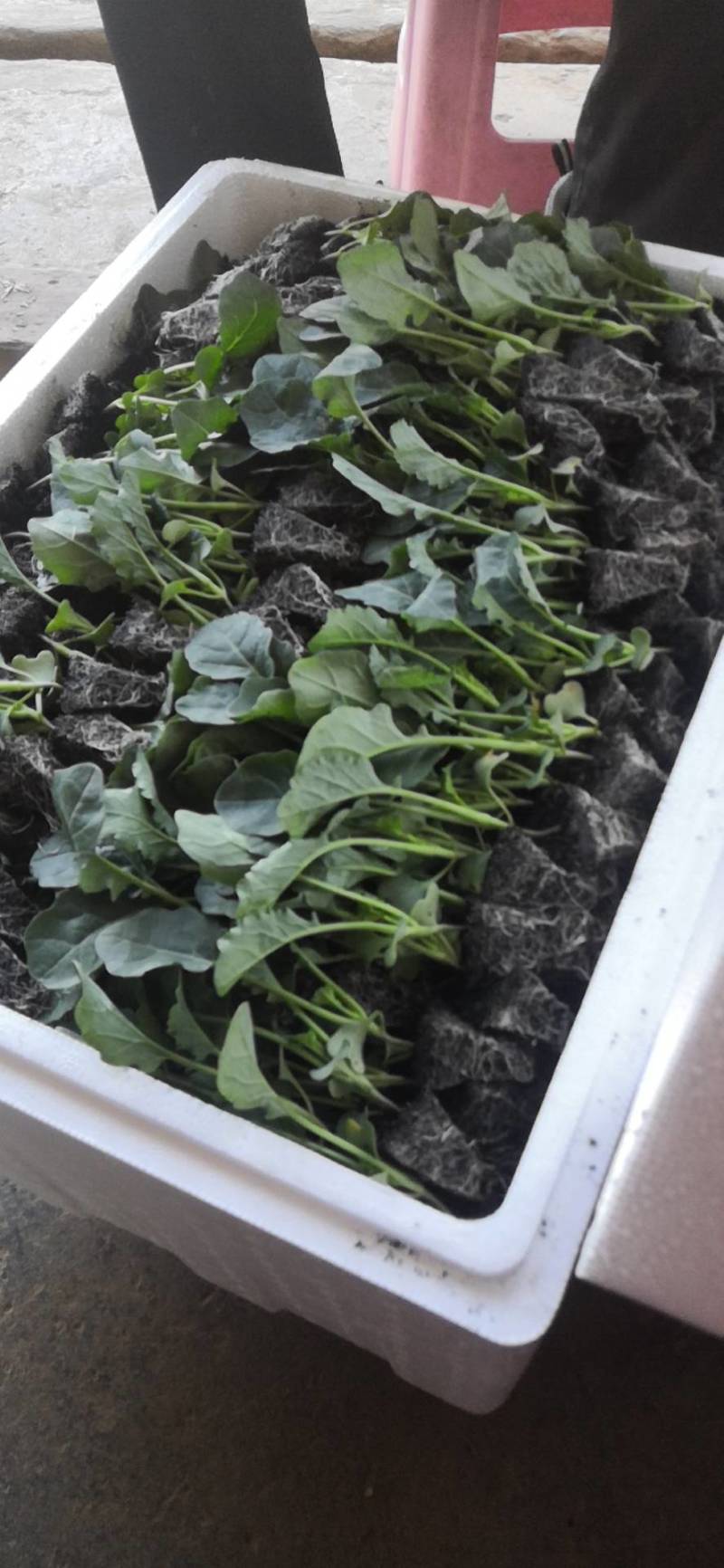 （西兰花苗）茶氏育苗，常年供应西兰花苗，基地直发货，