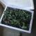 （西兰花苗）茶氏育苗，常年供应西兰花苗，基地直发货，