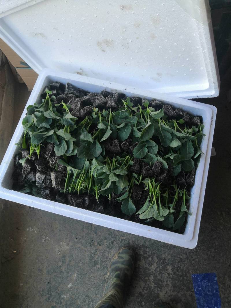 （西兰花苗）茶氏育苗，常年供应西兰花苗，基地直发货，