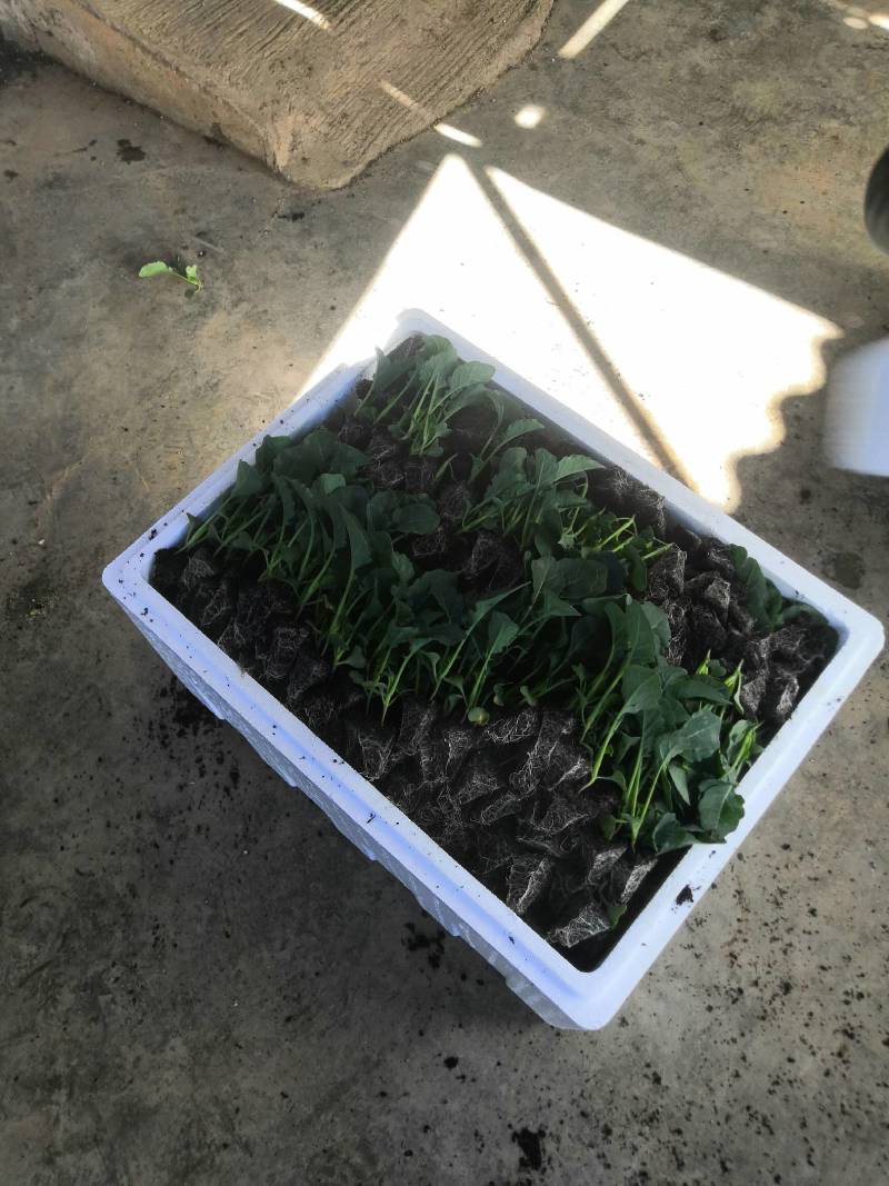 （西兰花苗）茶氏育苗，常年供应西兰花苗，基地直发货，