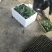 （西兰花苗）茶氏育苗，常年供应西兰花苗，基地直发货，