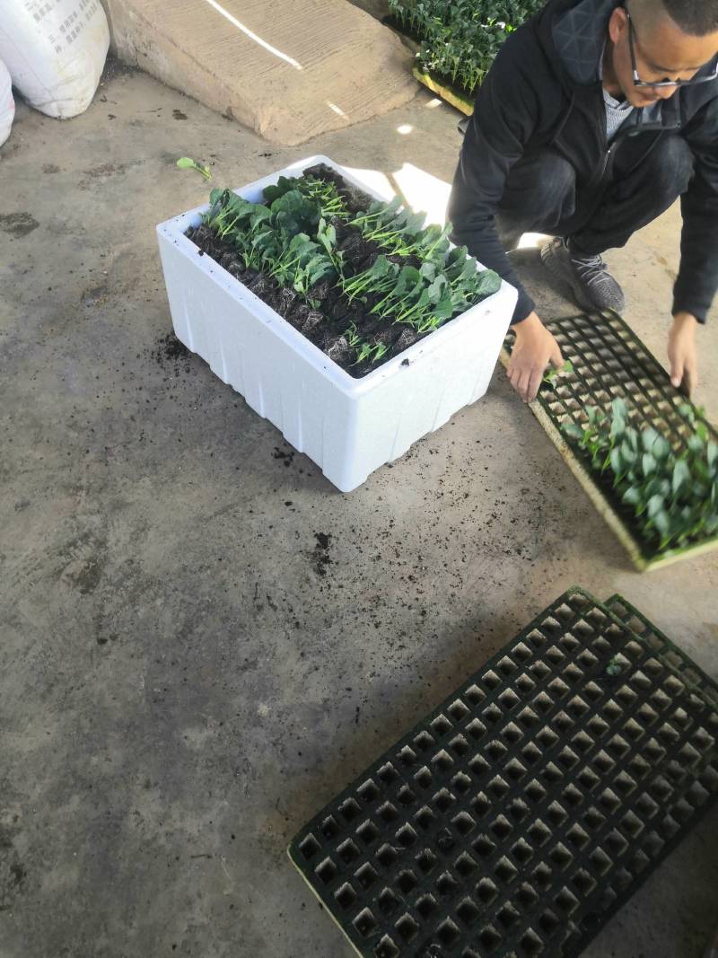 （西兰花苗）茶氏育苗，常年供应西兰花苗，基地直发货，