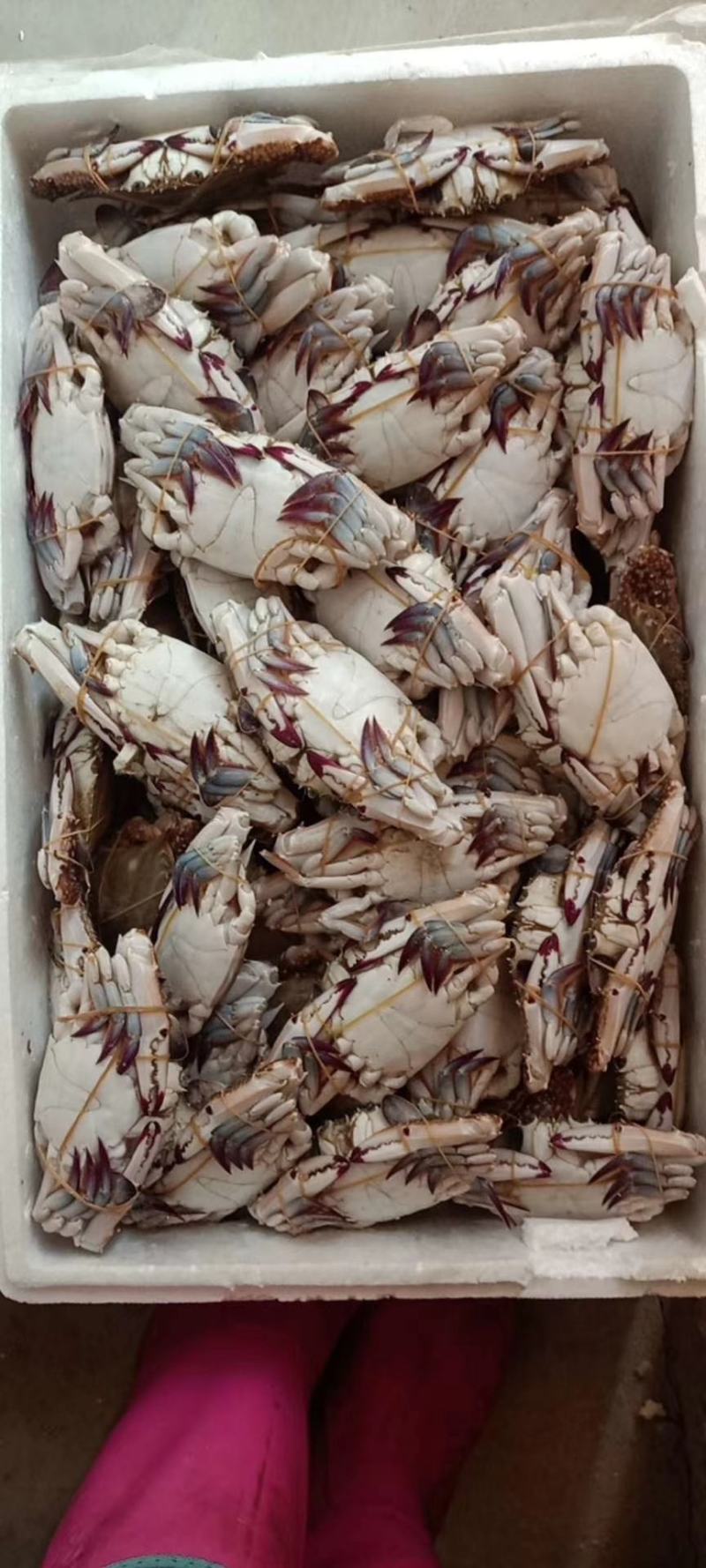 辽宁东港黄海冷冻当地梭子蟹硬母软母三角蟹插旗的