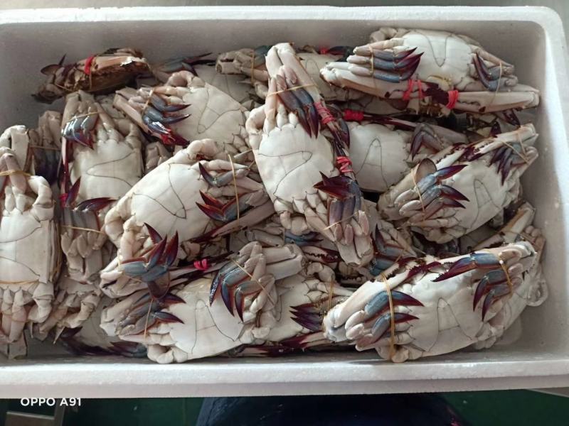 辽宁东港黄海冷冻当地梭子蟹硬母软母三角蟹插旗的