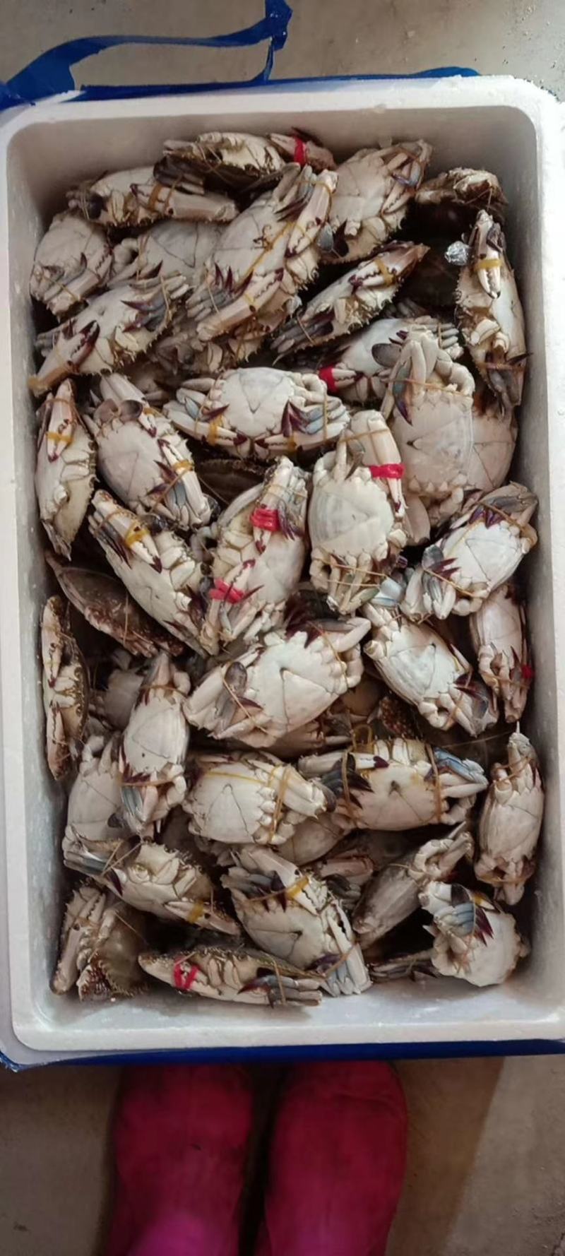 辽宁东港黄海冷冻当地梭子蟹硬母软母三角蟹插旗的