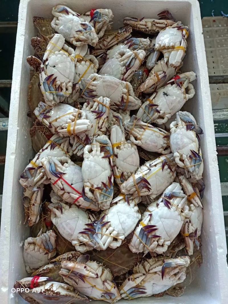 辽宁东港黄海冷冻当地梭子蟹硬母软母三角蟹插旗的