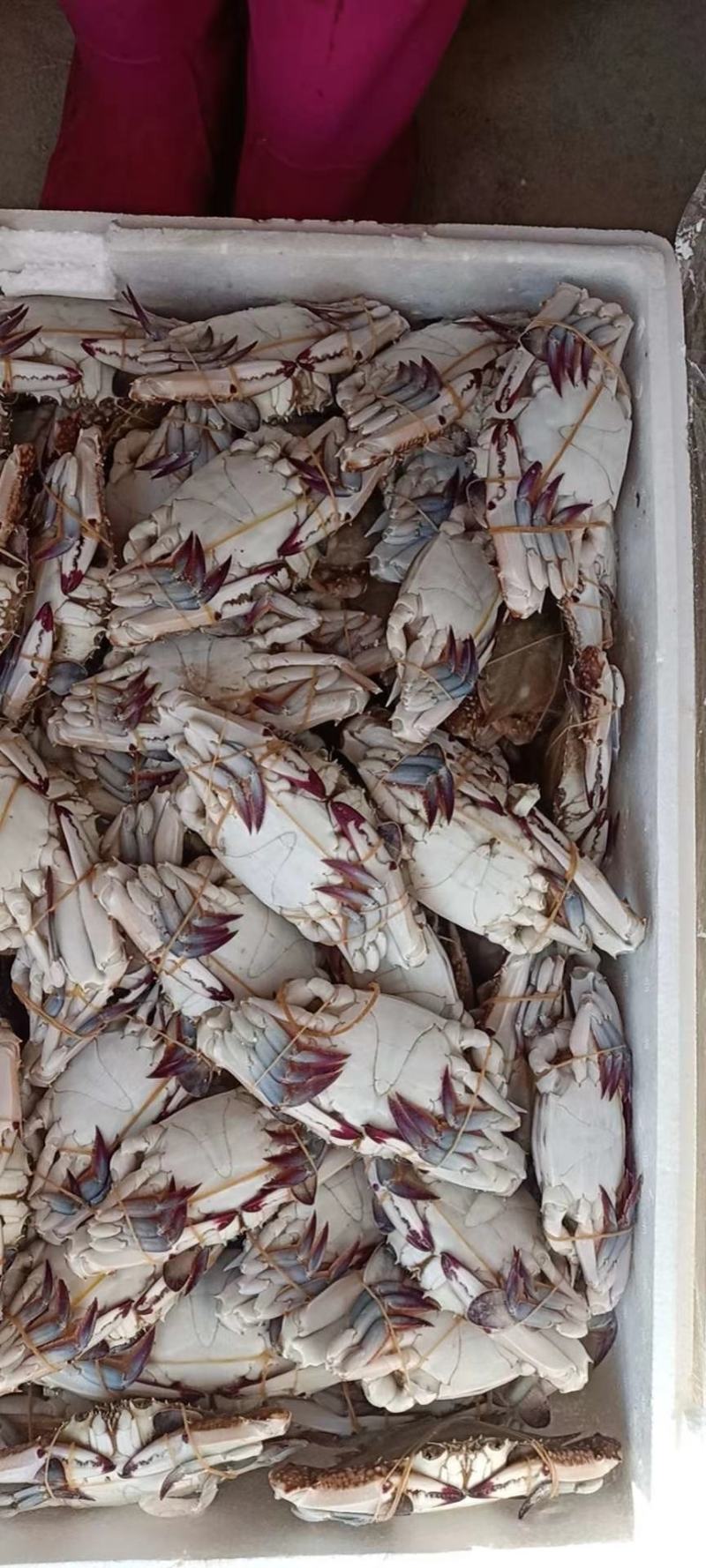 辽宁东港黄海冷冻当地梭子蟹硬母软母三角蟹插旗的