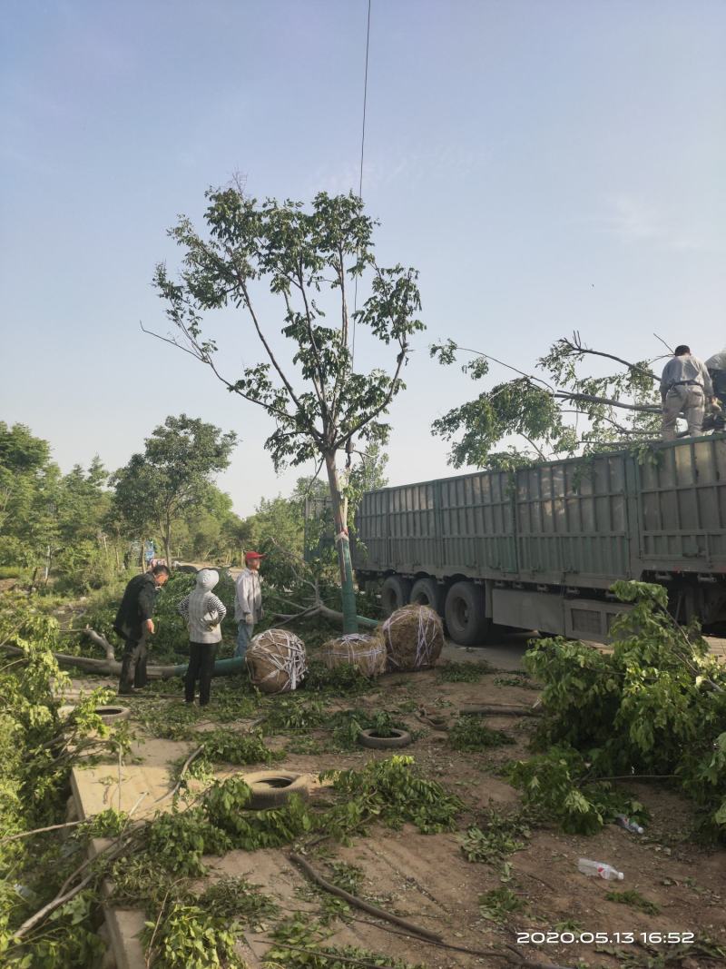 基地自产自销！栾树，南栾，直径1～25厘米规格齐全