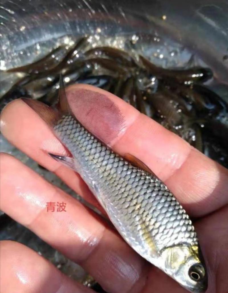 精品黄腊丁黄骨鱼苗，大小规格齐全，欢迎选购，技术指导，