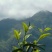 生态茶，口感非常好值得分享给你，诚信第一，值得信赖。
