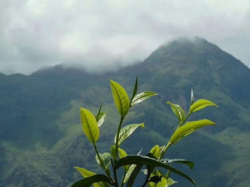 生态茶，口感非常好值得分享给你，诚信第一，值得信赖。