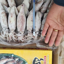 大个籽乌！船冻及时新鲜！饭店餐馆烧烤摊专用一手货源